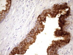 CD13 Antibody in Immunohistochemistry (Paraffin) (IHC (P))