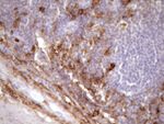 CD13 Antibody in Immunohistochemistry (Paraffin) (IHC (P))