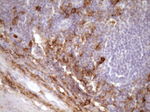 CD13 Antibody in Immunohistochemistry (Paraffin) (IHC (P))