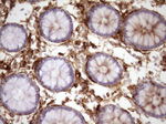 CD13 Antibody in Immunohistochemistry (Paraffin) (IHC (P))