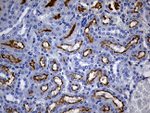 CD13 Antibody in Immunohistochemistry (Paraffin) (IHC (P))