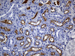 CD13 Antibody in Immunohistochemistry (Paraffin) (IHC (P))