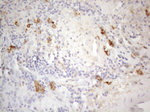 CD13 Antibody in Immunohistochemistry (Paraffin) (IHC (P))