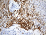 CD13 Antibody in Immunohistochemistry (Paraffin) (IHC (P))