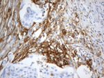 CD13 Antibody in Immunohistochemistry (Paraffin) (IHC (P))