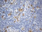 CD13 Antibody in Immunohistochemistry (Paraffin) (IHC (P))