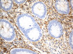 CD13 Antibody in Immunohistochemistry (Paraffin) (IHC (P))