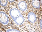 CD13 Antibody in Immunohistochemistry (Paraffin) (IHC (P))