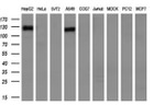 CD13 Antibody in Western Blot (WB)