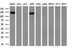 CD13 Antibody in Western Blot (WB)