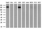 CD13 Antibody in Western Blot (WB)