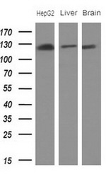 CD13 Antibody in Western Blot (WB)