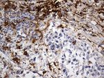CD14 Antibody in Immunohistochemistry (Paraffin) (IHC (P))