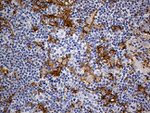 CD14 Antibody in Immunohistochemistry (Paraffin) (IHC (P))