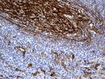CD14 Antibody in Immunohistochemistry (Paraffin) (IHC (P))