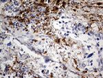 CD14 Antibody in Immunohistochemistry (Paraffin) (IHC (P))