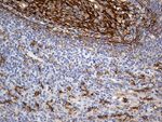 CD14 Antibody in Immunohistochemistry (Paraffin) (IHC (P))