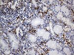 CD14 Antibody in Immunohistochemistry (Paraffin) (IHC (P))