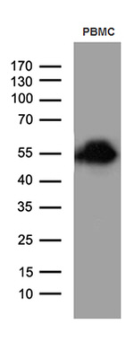 CD14 Antibody in Western Blot (WB)