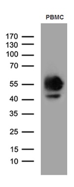 CD14 Antibody in Western Blot (WB)