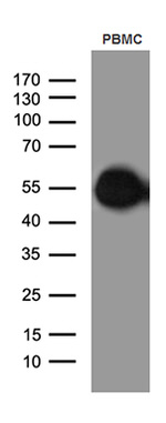 CD14 Antibody in Western Blot (WB)