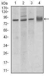 VE-cadherin Monoclonal Antibody (3D5C7)