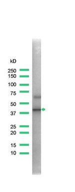 CD150 Antibody in Western Blot (WB)