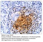 CD163 Polyclonal Antibody
