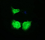 CD163 Antibody in Immunocytochemistry (ICC/IF)