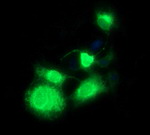 CD163 Antibody in Immunocytochemistry (ICC/IF)
