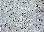 CD163 Antibody in Immunohistochemistry (Paraffin) (IHC (P))