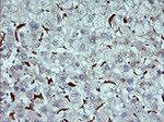 CD163 Antibody in Immunohistochemistry (Paraffin) (IHC (P))