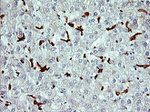 CD163 Antibody in Immunohistochemistry (Paraffin) (IHC (P))
