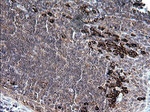 CD163 Antibody in Immunohistochemistry (Paraffin) (IHC (P))
