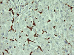 CD163 Antibody in Immunohistochemistry (Paraffin) (IHC (P))