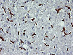 CD163 Antibody in Immunohistochemistry (Paraffin) (IHC (P))