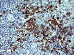 CD163 Antibody in Immunohistochemistry (Paraffin) (IHC (P))