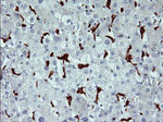 CD163 Antibody in Immunohistochemistry (Paraffin) (IHC (P))