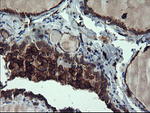 CD163 Antibody in Immunohistochemistry (Paraffin) (IHC (P))