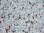 CD163 Antibody in Immunohistochemistry (Paraffin) (IHC (P))