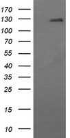 CD163 Antibody in Western Blot (WB)