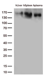 CD163 Antibody in Western Blot (WB)