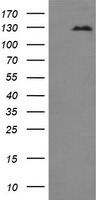 CD163 Antibody in Western Blot (WB)
