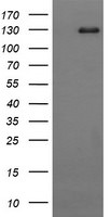 CD163 Antibody in Western Blot (WB)
