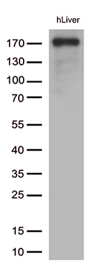 CD163 Antibody in Western Blot (WB)