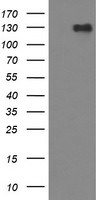 CD163 Antibody in Western Blot (WB)