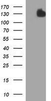 CD163 Antibody in Western Blot (WB)