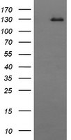 CD163 Antibody in Western Blot (WB)
