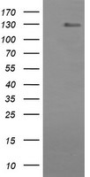 CD163 Antibody in Western Blot (WB)