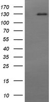 CD163 Antibody in Western Blot (WB)